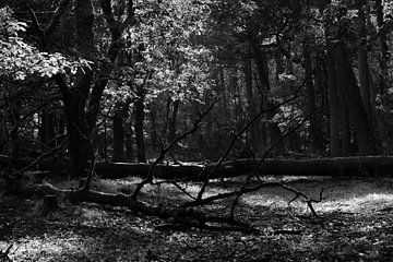 A beech forest in black and white