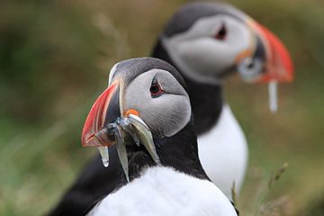Puffins with sandeels Iceland by Frank Fichtmüller
