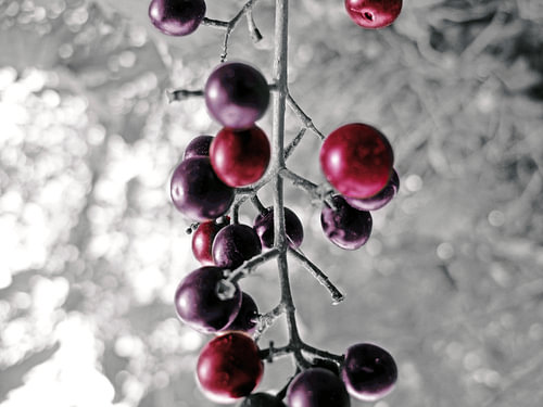 berries