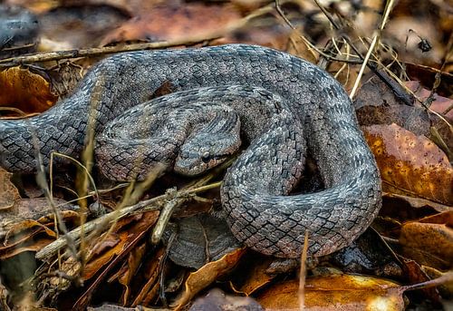 Escula monkey snake light among autumn leaves, explores surroundings.