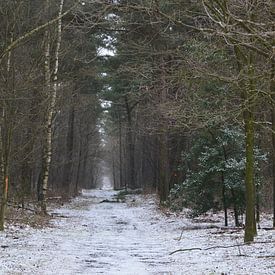 Winter Forrest Trail von Marcia van de Bovenkamp