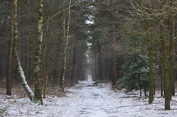 Winters bospad van Marcia van de Bovenkamp