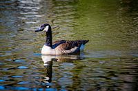 Canadese gans weerspiegeld in het water