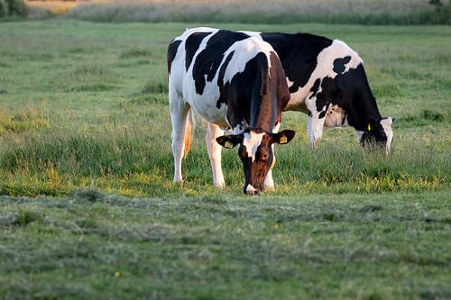 Grasen in der Abendsonne