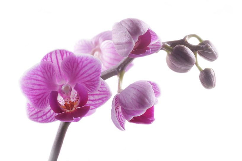 close-up paarse orchidee van Saskia Bon