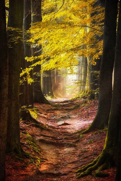 Path of the Mystic van Lars van de Goor