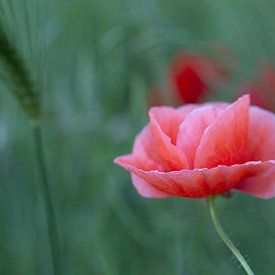 Mohn im Kornfeld von Karin Luttmer