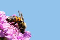 Honingbij op bloem