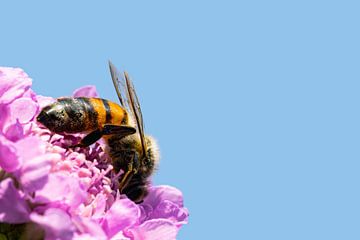 Honingbij op bloem van Maximilian Krane