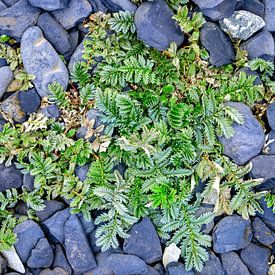 Potentille ansérine sur Ullrich Gnoth