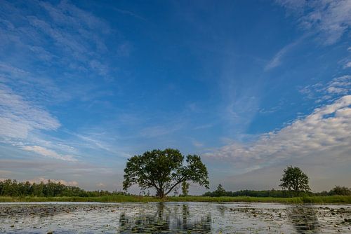 Het landschap van natuurgebied Weerribben-Wieden 