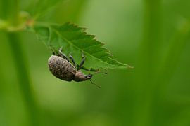 Cuban Dusky Weevil by Karin Jähne