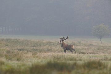 Rothirsch (Cervus elaphus) quert im Frühnebel einen naturbelassenen Grünstreifen von wunderbare Erde