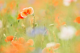 Sommerliches Bild von Mohnblumen von Theo Felten