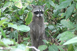 Raccoon by Jasper