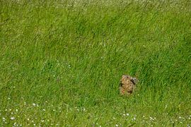 Hare on the green meadow by Bettina Schnittert