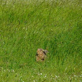 Hare on the green meadow by Bettina Schnittert