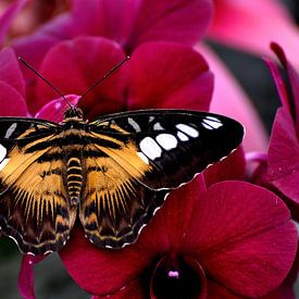 Numata longwing butterfly van esther snoeck