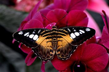 Numata longwing butterfly