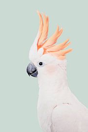 Cockatoo by Kathrin Pienaar