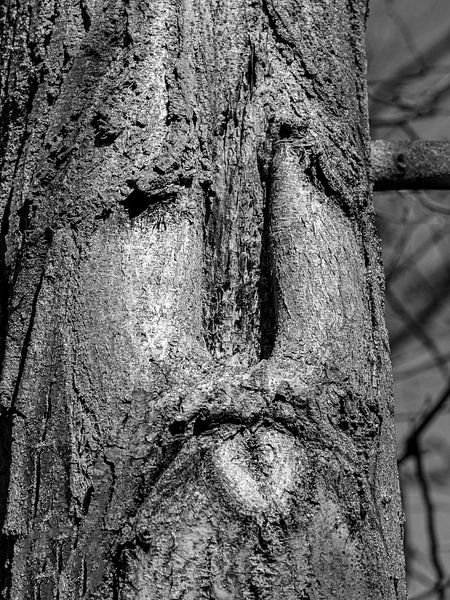 Treeface / Dryad &quot;Slit-Eye Tree&quot; by Flatfield