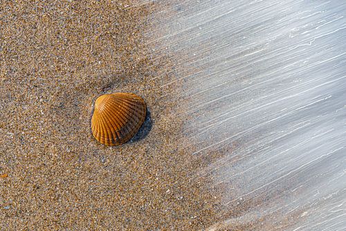 Schelp in de branding