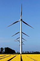 Hollandse windmolens in een tulpenveld