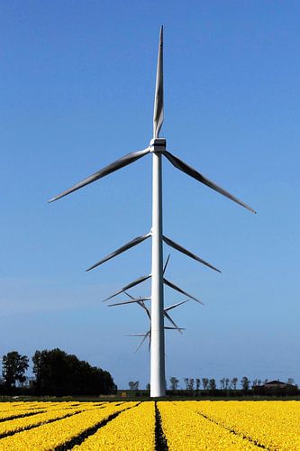 Hollandse windmolens in een tulpenveld