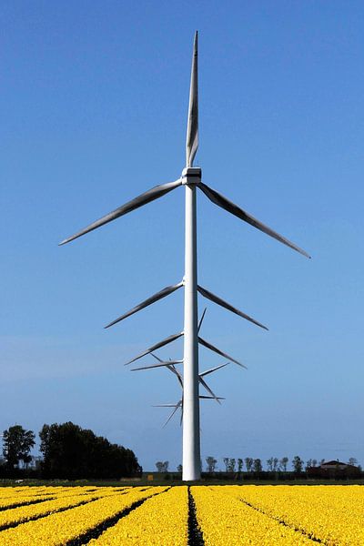 Niederländische Windmühlen in einem Tulpenfeld von Petra Kester