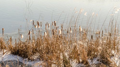 Rietpluimen in Winterzon