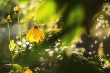 Gele bloemen in het licht van de ondergaande zon van Lisette Rijkers