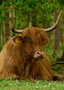 Highlander écossais couché dans la forêt par Michel Knikker Aperçu