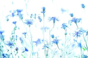 Kornblumen