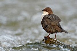 White-throated Dipper ( Cinclus cinclus ) on a rock in fast flowing water by wunderbare Erde