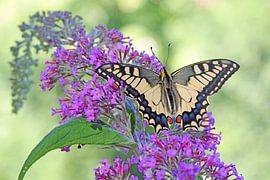 Beautiful swallowtail by Wiltrud Schwantz