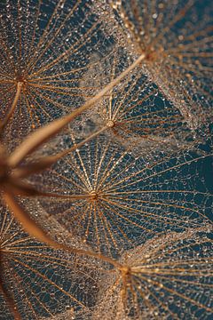 From within the golden Tragopogon (with turquoise - blue) by Marjolijn van den Berg