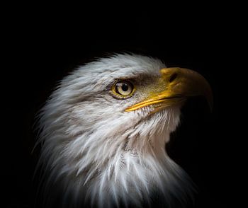 A bald eagle closeup creatively edited