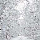 Sneeuw op de Utrechtse Heuvelrug van Jacques Jullens thumbnail