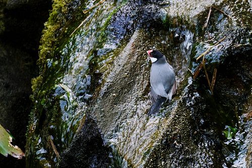 Little finch taking a bath
