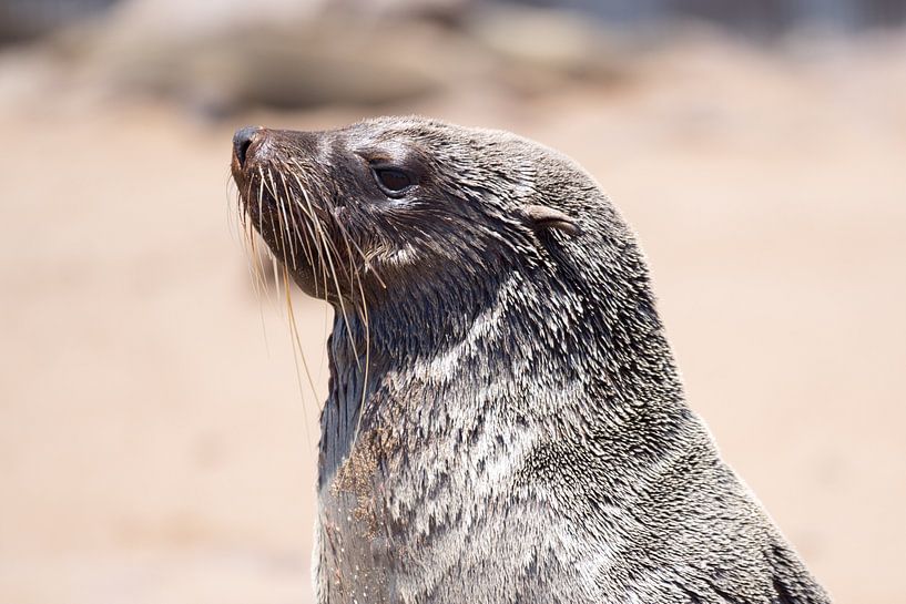 young fur seal by Leo van Maanen