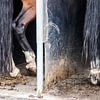 Paardenbenen in trailer: Killer legs! van Ramona Stravers