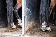 Paardenbenen in trailer: Killer legs! van Ramona Stravers thumbnail