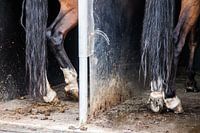 Paardenbenen in trailer: Killer legs!