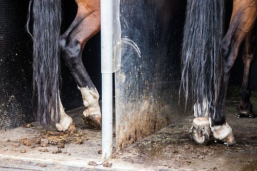 Paardenbenen in trailer: Killer legs!