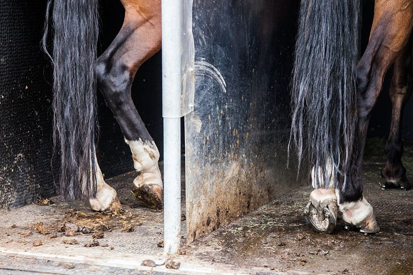 Paardenbenen in trailer: Killer legs! von Ramona Stravers