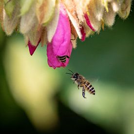 Fleurs et abeilles sur Marlies Gerritsen Photography