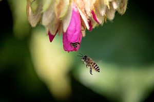 Blumen und Bienen
