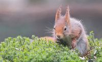 Eichhörnchenjagd von Karin van Rooijen Fotografie Miniaturansicht