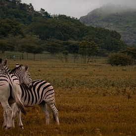 Zebra-Kuscheltiere beim morgigen Festessen von Laura Drijfhout