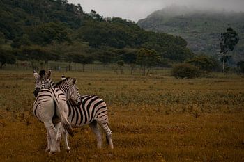 Câliner les zèbres lors de la fête de demain